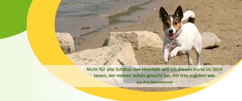 Herzlich willkommen bei der Hundephysiotherapie Mussenbrock in Dülmen