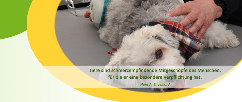 Herzlich willkommen bei der Hundephysiotherapie Mussenbrock in Dülmen