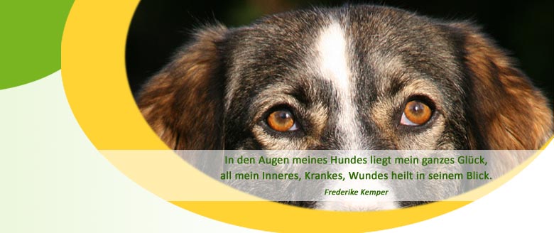 Herzlich willkommen bei der Hundephysiotherapie Mussenbrock in Dülmen