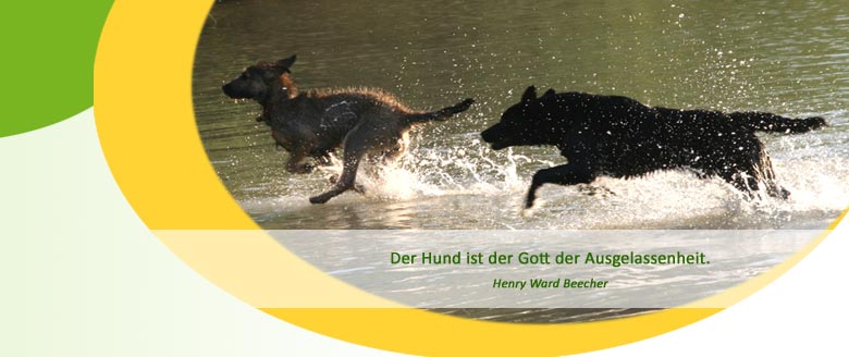 Herzlich willkommen bei der Hundephysiotherapie Mussenbrock in Dülmen